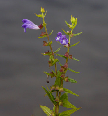 Frossört (Scutellaria galericulata)