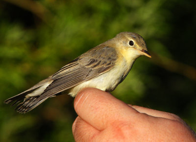 Icterine Warbler (Hippolais icterina), 1K