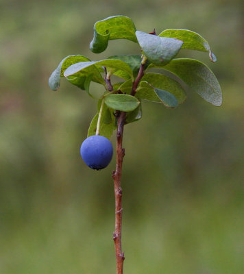 Odon (Vaccinium uliginosum)