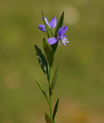 Jungfrulin (Polygala vulgaris)