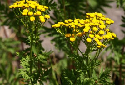 Renfana (Tanacetum vulgare)