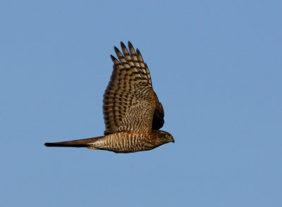 Sparrowhawk (Accipiter nisis)