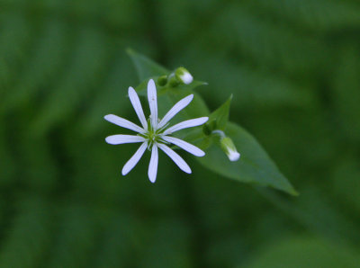 Nordlundarv (Stellaria nemorum ssp. nemorum)