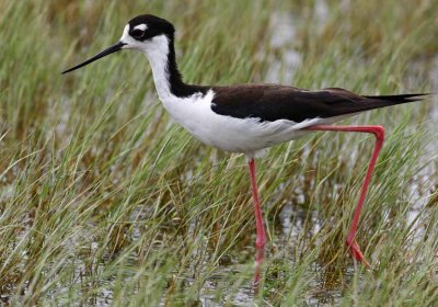 Black-necked Stilt (Himantopus mexicanus)