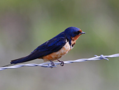 American Barn Swallow (Hirundo rustica ssp. erythrogaster)