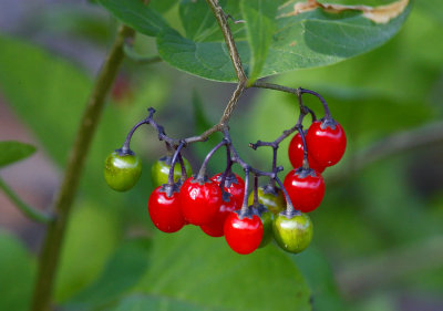 Besksöta (Solanum dulcamara)