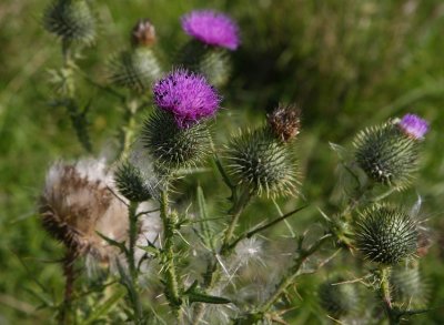 Vgtistel (Cirsium vulgare)