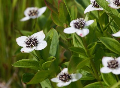 Hnsbr (Cornus suecica)