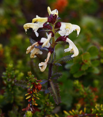 Lappspira (Pedicularis lapponica)