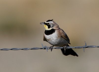 Horned Lark (Eremophila alpestris)