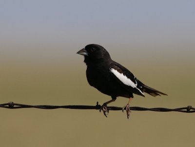 Lark Bunting (Calamospiza melanocorys)