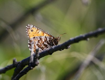 Chryxus Arctic (Oeneis chryxus)