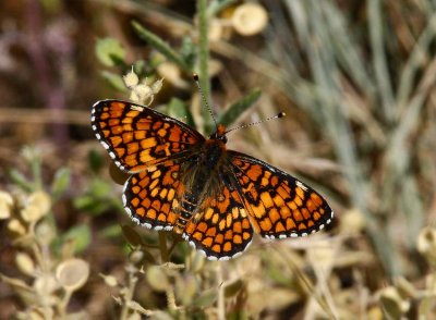 Arachne Checkerspot (Poladryas arachne)