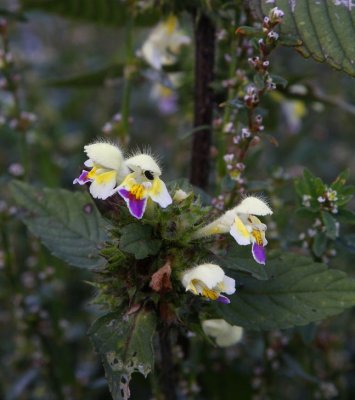 Hampdn (Galeopsis speciosa)