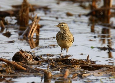 American Pipit (Anthus rubescens)