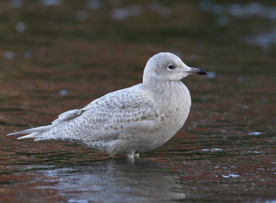 Iceland Gull (Larus glaucoides)