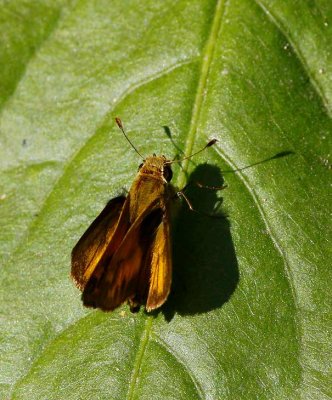 Whirlabout (Polites vibex)