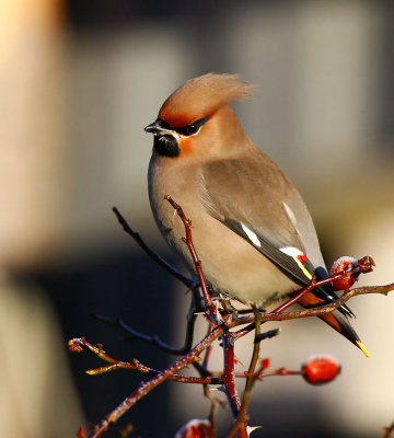 Bohemian Waxwing (Bombycilla garrulus)