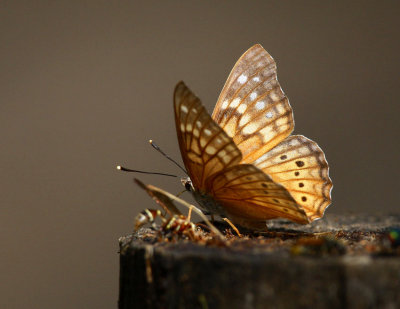 Tawny Emperor (Asterocampa clyton)