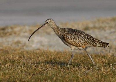 Long-billed Curlew (Numenius americanus)