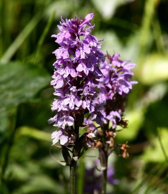 Skogsnycklar (Dactylorhiza maculata ssp. fuchsii)