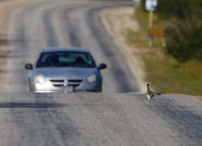 Greater Roadrunner (Geococcyx californianus)