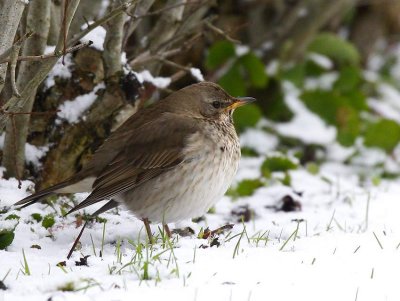 Black-throated Thrush (Turdus ruficollis atrogularis)