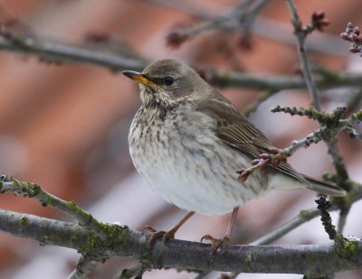 Black-throated Thrush (Turdus ruficollis atrogularis)