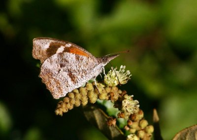 American Snout (Libytheana carinenta)