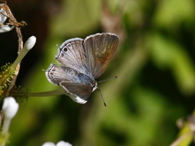 Mallow Scrub-Hairstreak (Strymon istapa)