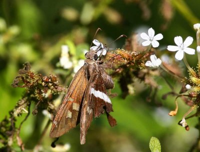 White-striped Longtail (Chioides albofasciatus)