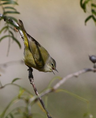 Orange-crowned Warbler (Vermivora celata)