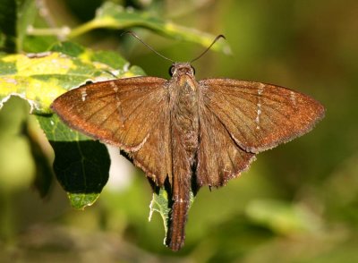 Brown Longtail (Urbanus procne)