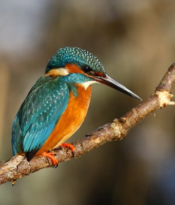 Common Kingfisher (Alcedo atthis)