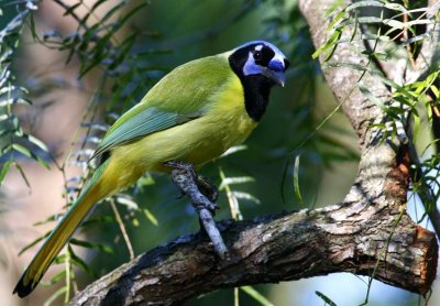 Green Jay (Cyanocorax yncas)