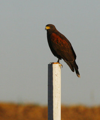 Harriss Hawk (Parabuteo unicinctus)