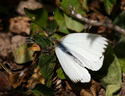 Great Southern White (Ascia monuste)