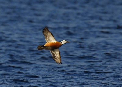 Stellers Eider (Polysticta stelleri)