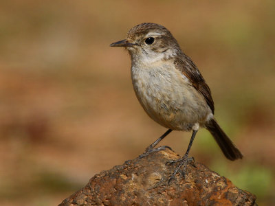 Canary Chat (Saxicola dacotiae)