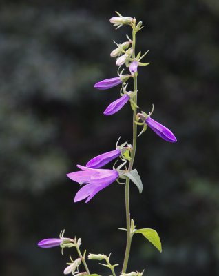 Knlklocka (Campanula rapunculoides)