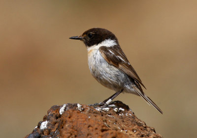 Canary Chat (Saxicola dacotiae)