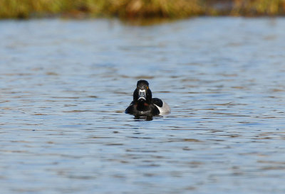 Ring-necked Duck (Aythya collaris)