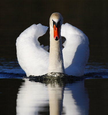 Mute Swan (Cygnus olor)