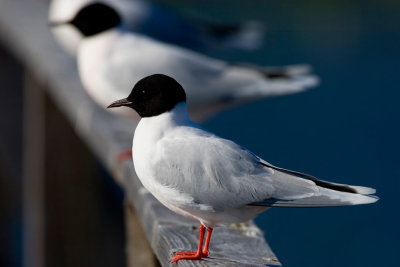 Little Gull (Larus minutus)