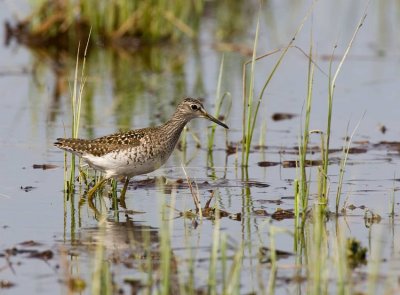 Wood Sandpiper (Tringa glareola)