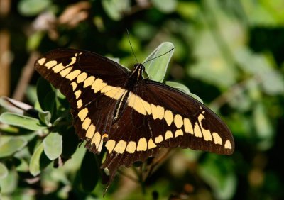 Giant Swallowtail (Papilio cresphontes)