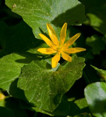 Svalört (Ranunculus ficaria)