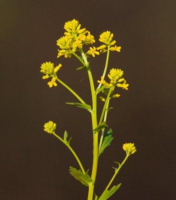 Sommargyllen (Barbarea vulgaris)
