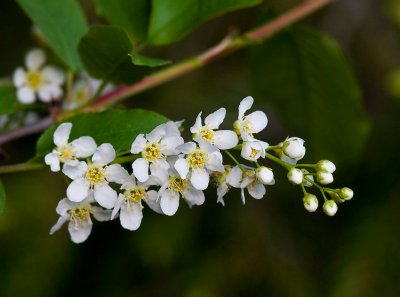 Hgg (Prunus padus)