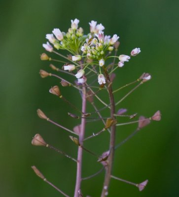 Lomme (Capsella bursa-pastoris)